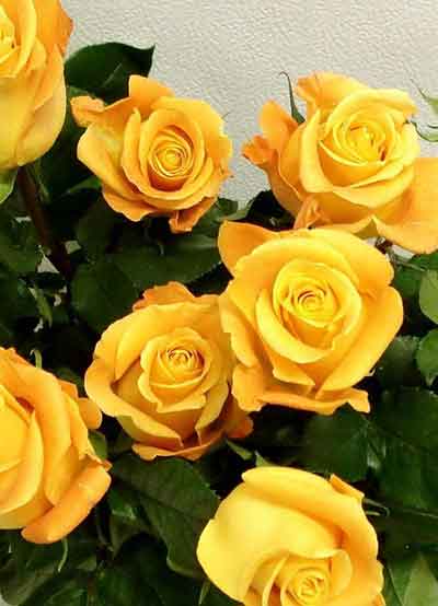 노란장미 꽃송이