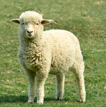 양띠 년생 세는 나이 몇살 만나이 계산 2025 삼재 상극 궁합 총정리