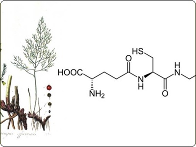 글루타치온 많이든 음식