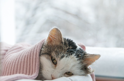 담요에 웅크리고 누워 있는 고양이.