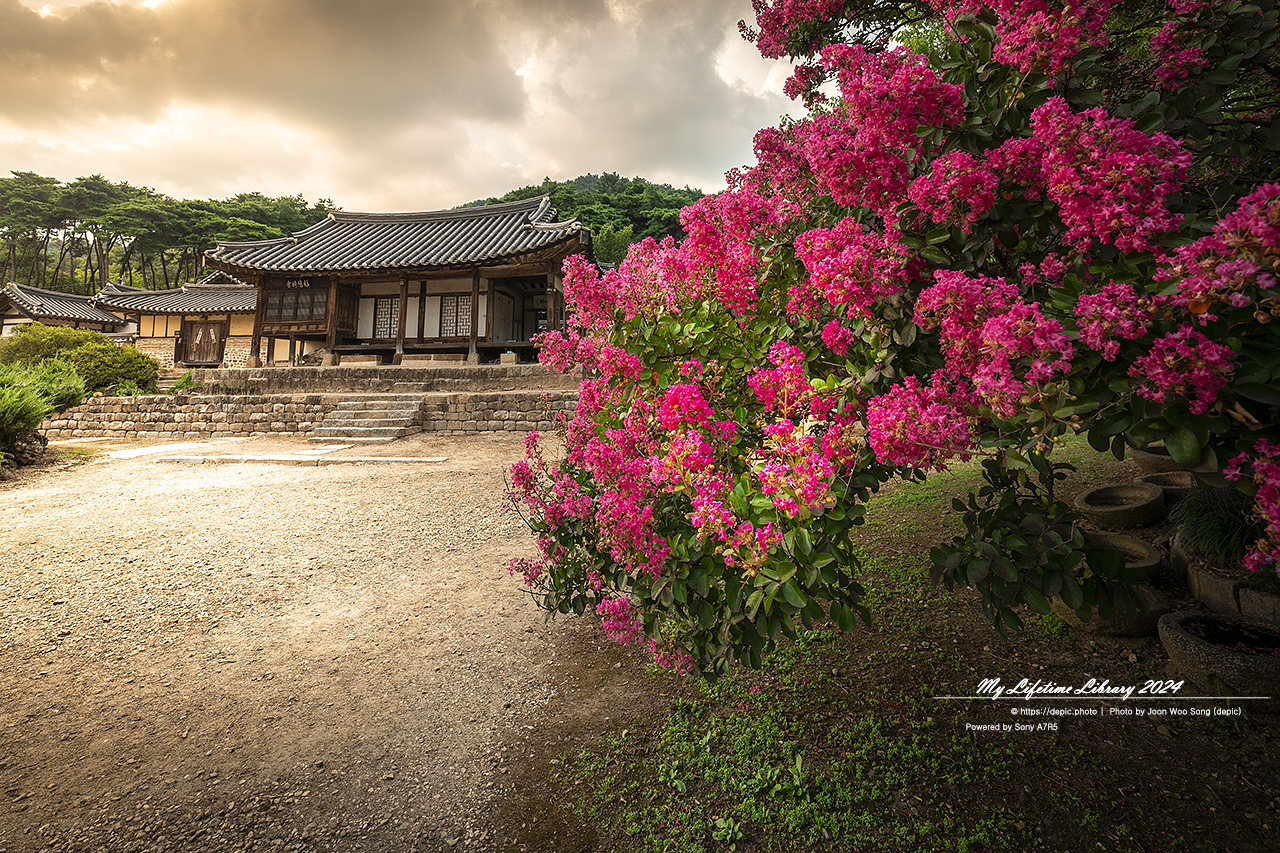논산 고택 명재고택 배롱꽃