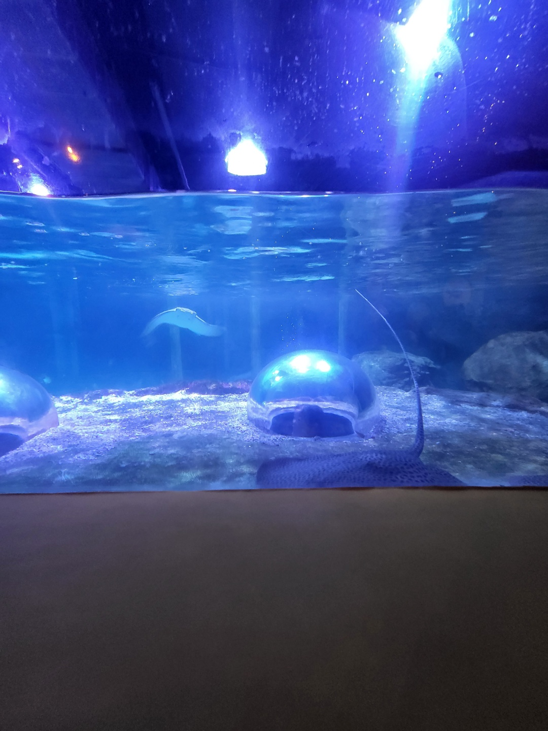 부산 아쿠아리움