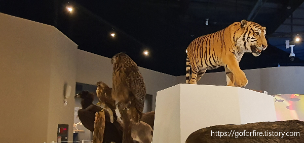 국립대구박물관-상설전시관3관-동물