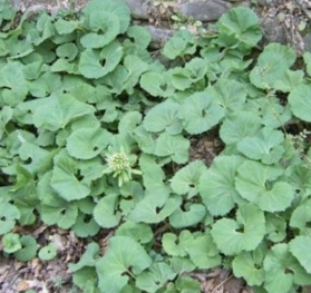 머위 효능과 부작용 고르는법 먹는법 칼로리