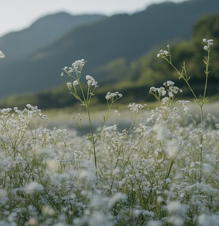 선물 받은 안개꽃 꽃다발&amp;#44; 시들지 않고 2배 오래 보는 관리법 5가지