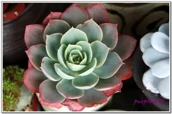 에케베리아 키우기, 에케베리아속 다육이 종류, 물주기, 환경_33