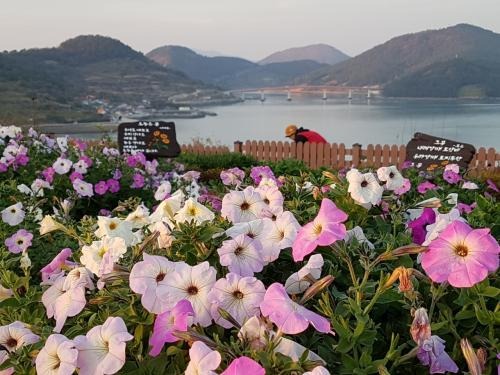 고흥 쑥섬 수국정원