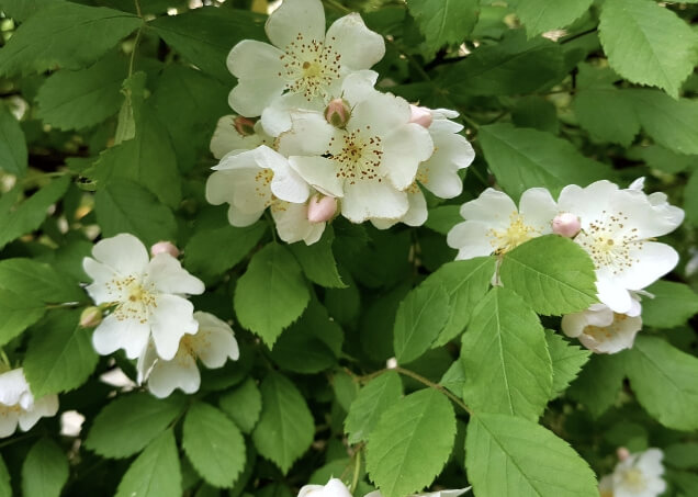 찔레꽃 꽃말