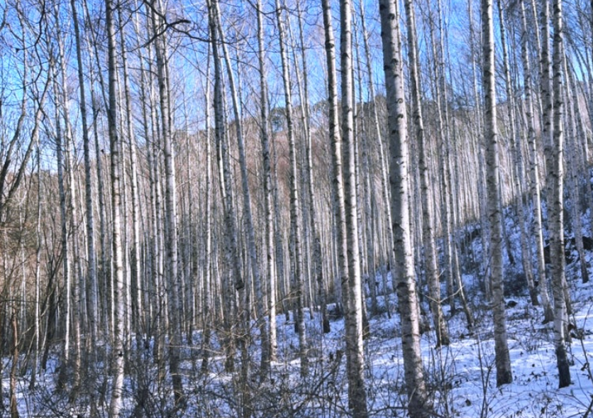 인제 자작나무숲
