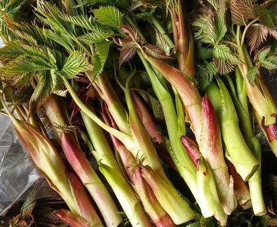 눈개승마 효능, 먹는법, 요리법, 데치기, 보관법