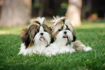 시츄/출처:어도비스톡