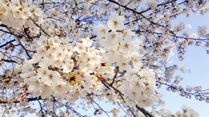 충남 벚꽃 명소 5 소개 및 호텔 아산스파비스