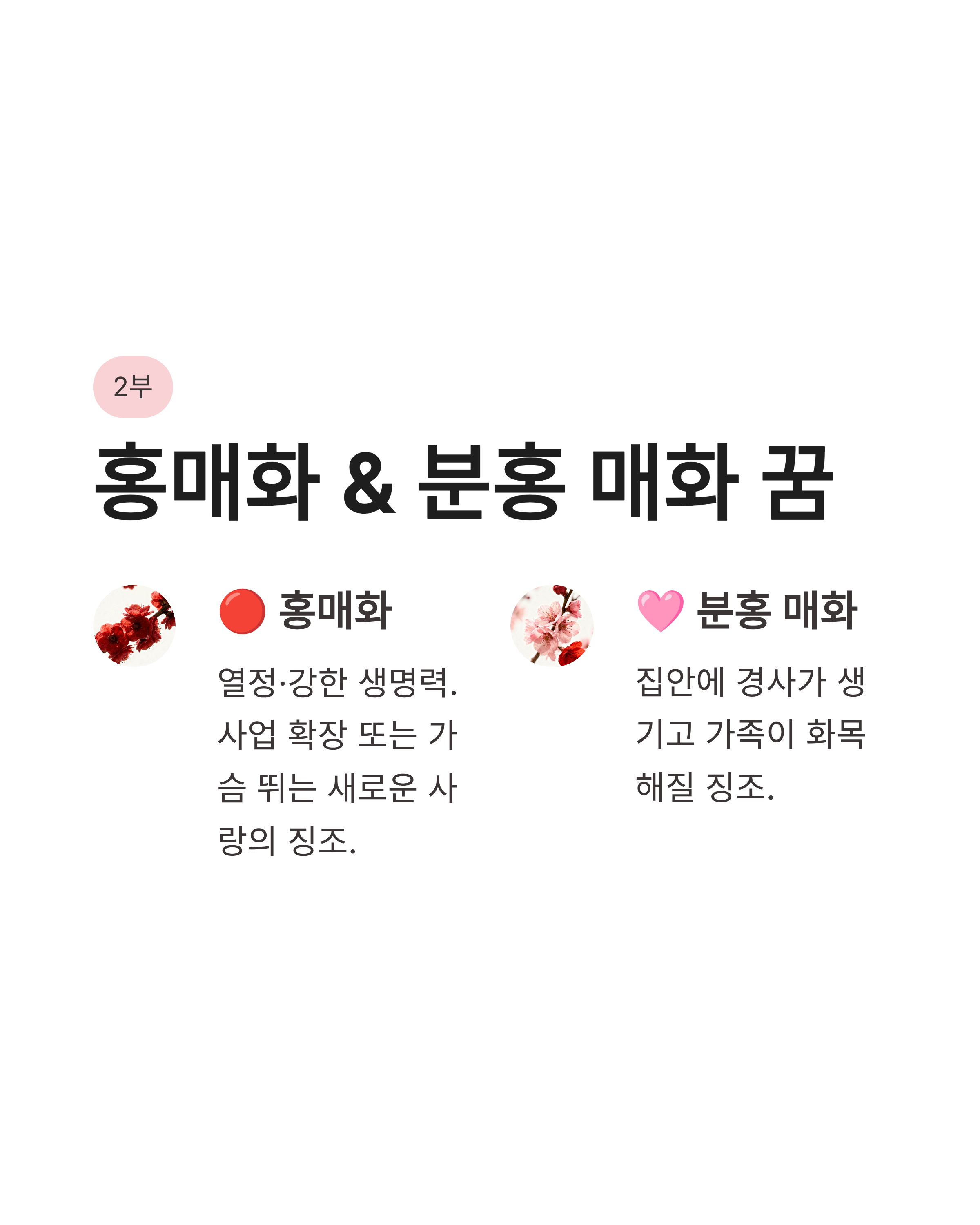 🌸 매화 꿈 해몽 , 하얀 매화꿈, 색깔별 매화꿈, 매화 태몽꿈 완벽정리