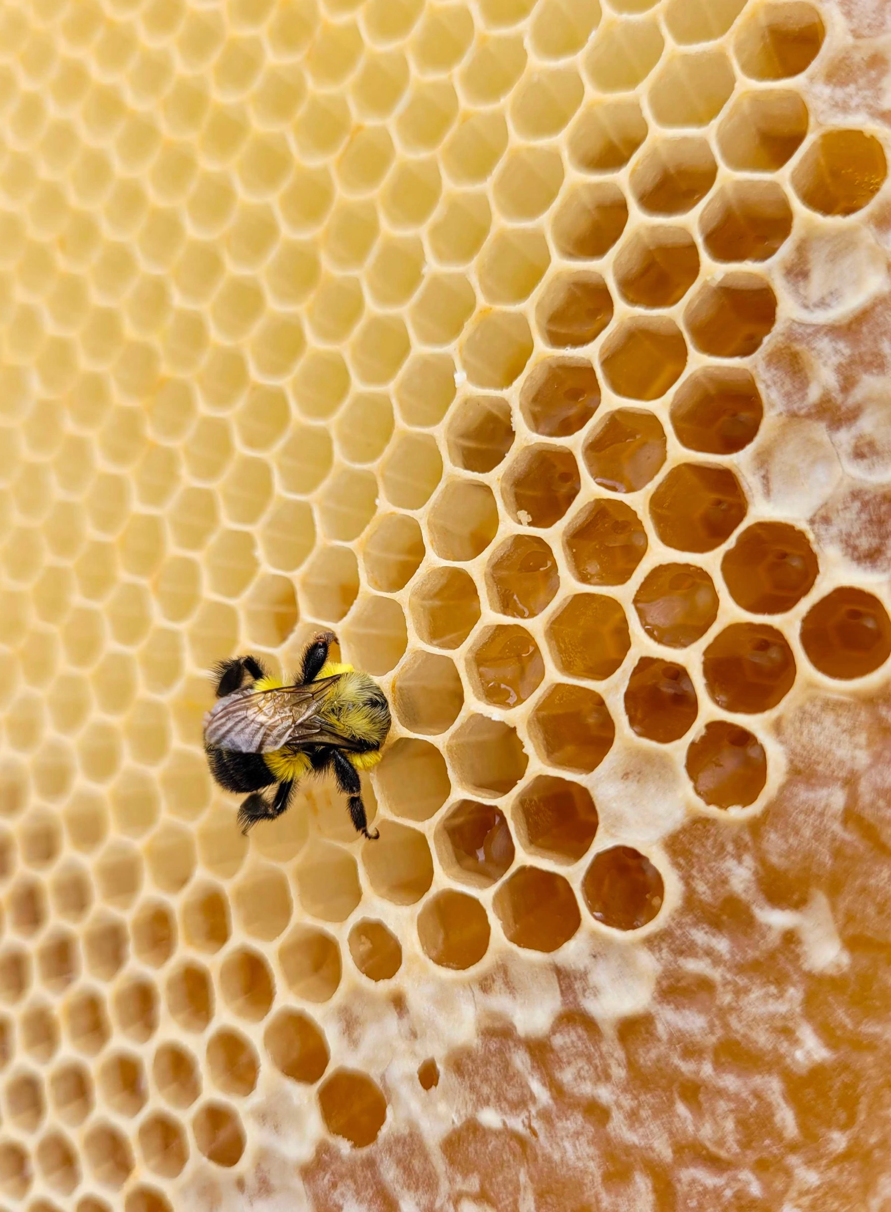 사양벌꿀 칼로리