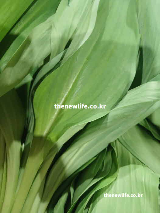 명이나물 효능 요리법 생