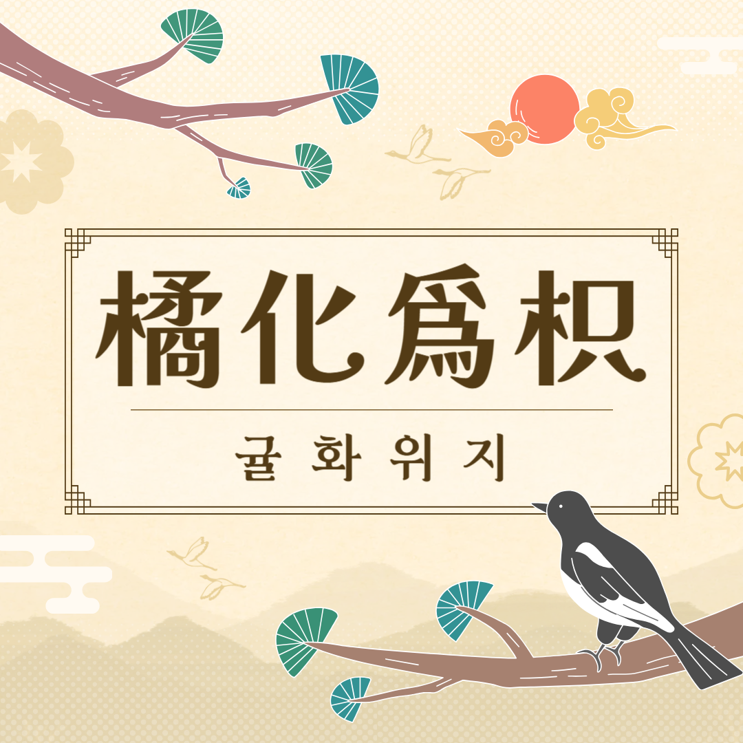 귤화위지