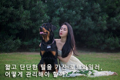 짧고 단단한 털을 가진 로트와일러, 어떻게 관리해야 할까?