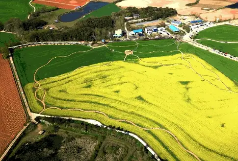 고창 청보리밭축제 주차장, 입장료, 프로그램