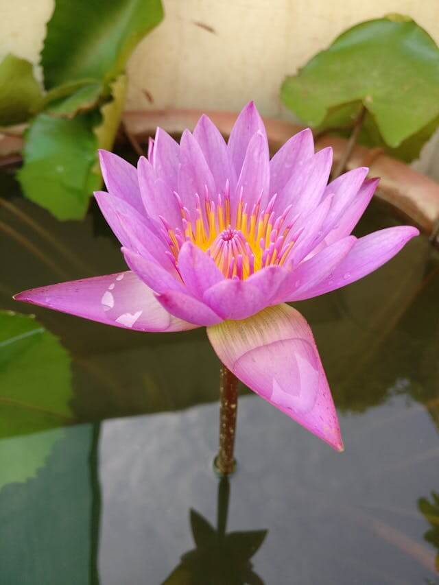 연꽃 사진