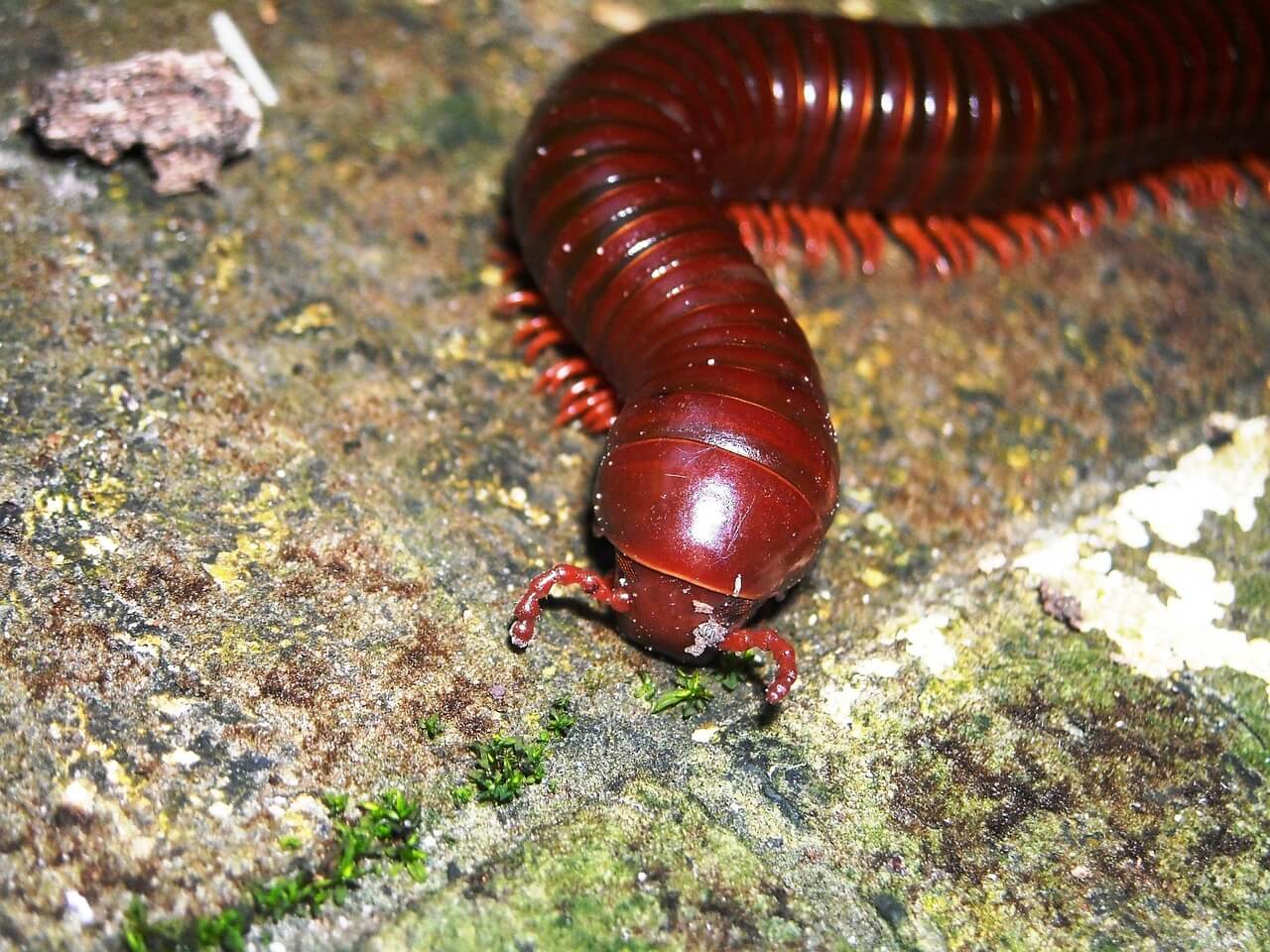 지네 퇴치법