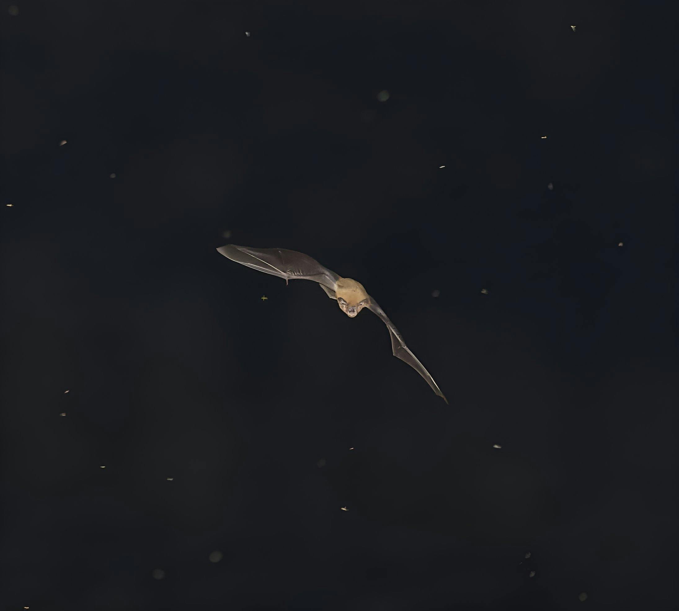 니파바이러스,니파바이러스 국내