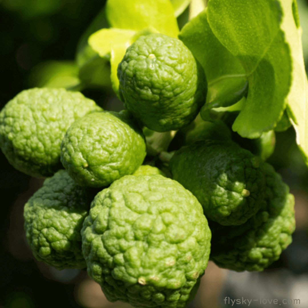 베르가못 (bergamot)