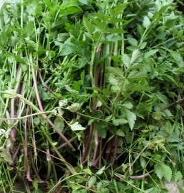 미나리 효능 부작용 고르는법 칼로리