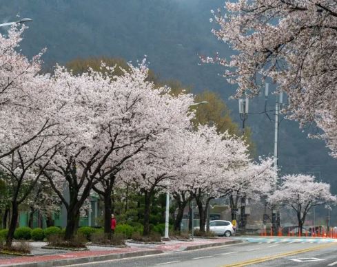 가평 벚꽃