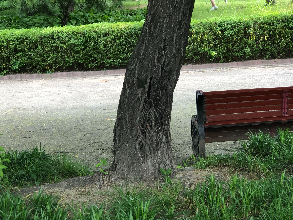 참빗살나무 수피