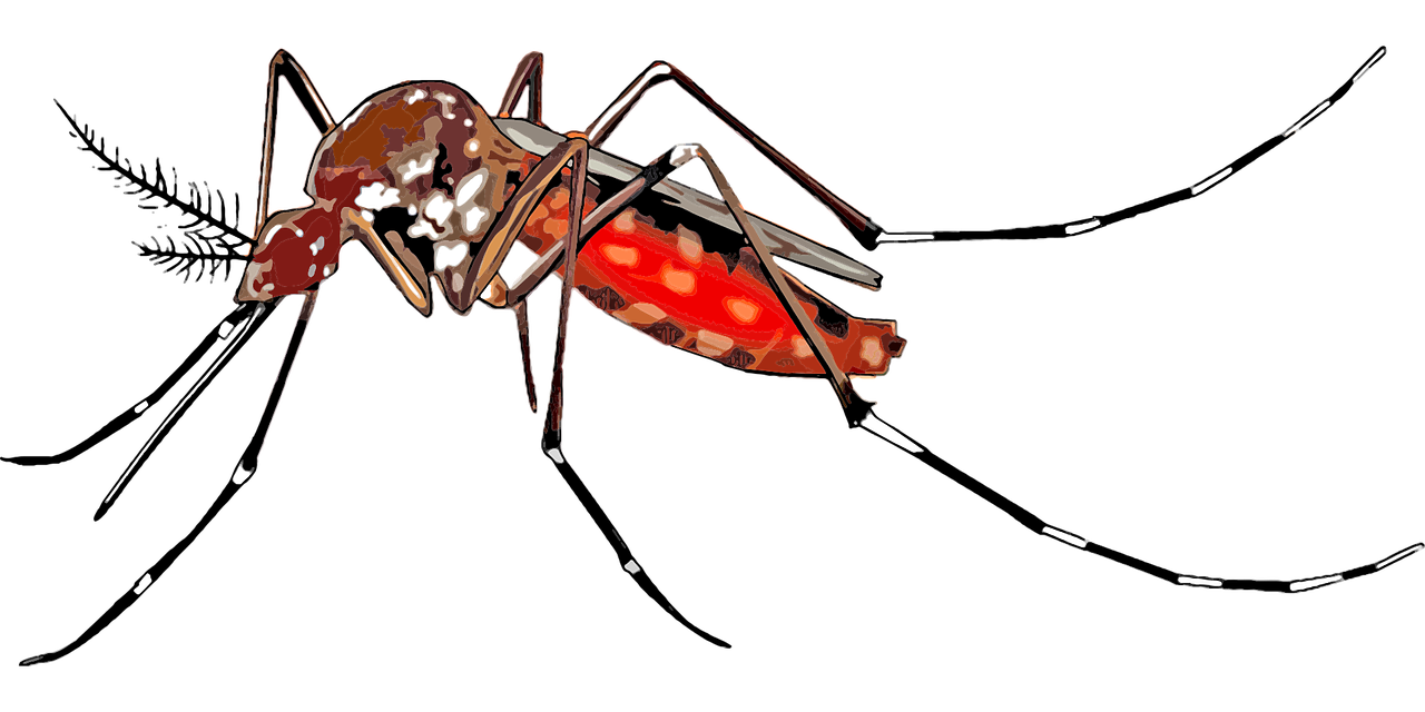 말라리아 주의보