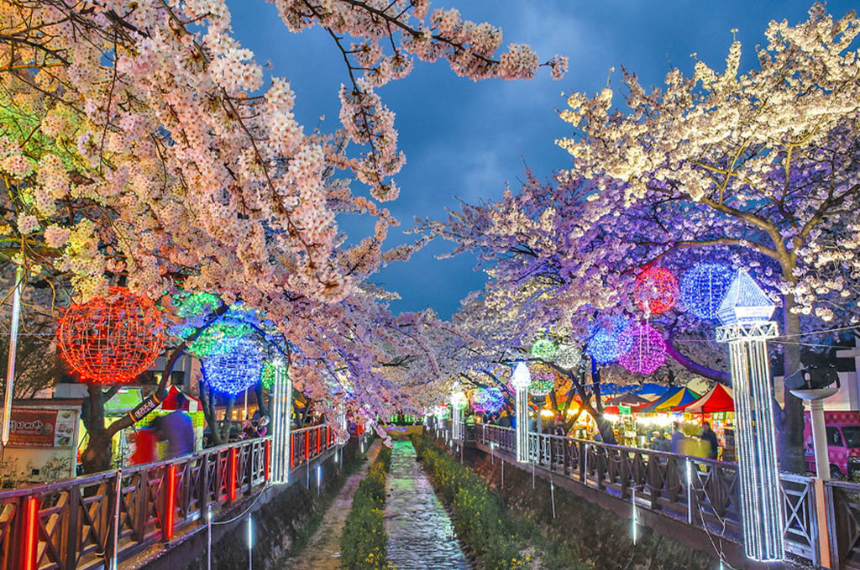 벚꽃 절정 시기 맞춰 가는 2025 진해 군항제 여행 TIP