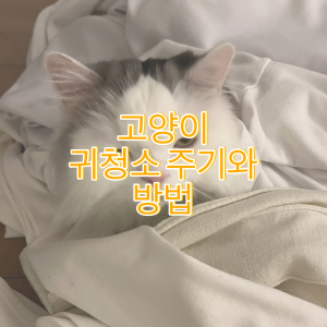 고양이 귀청소 주기와 방법