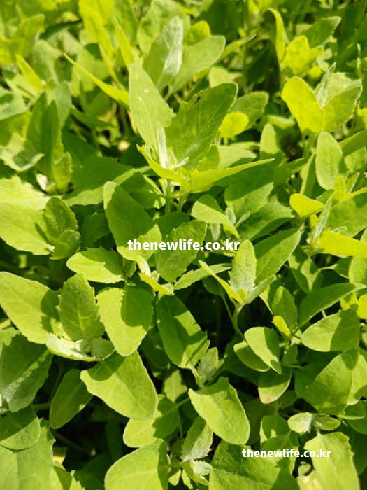 명아주 나물 효능 혈관 건강 베타인