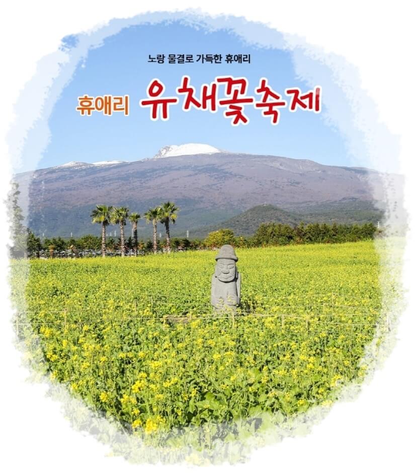 휴애리 유채꽃 축제