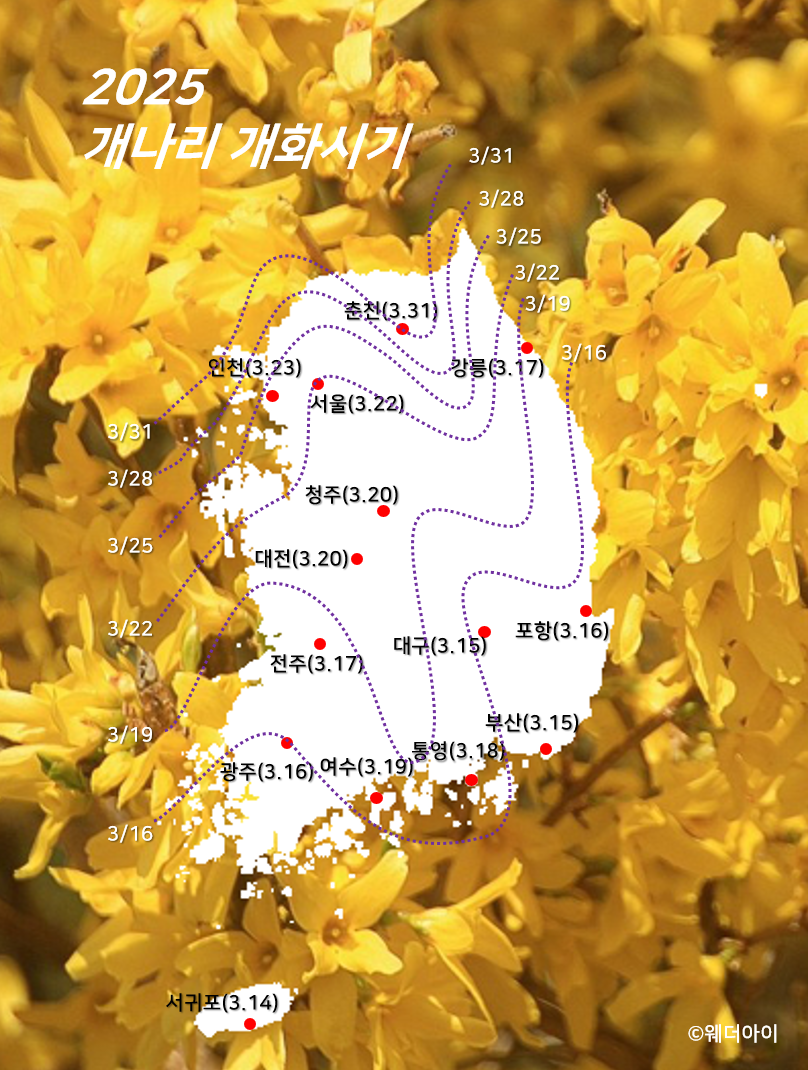 2025년 개나리 개화시기