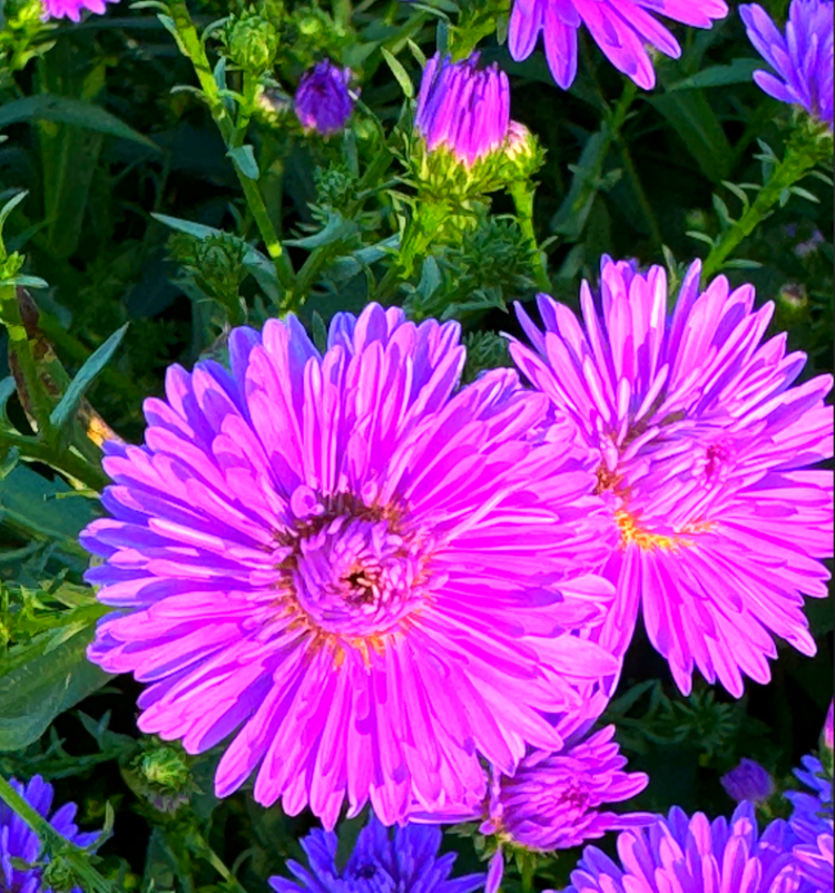 감악산 아스타국화 축제