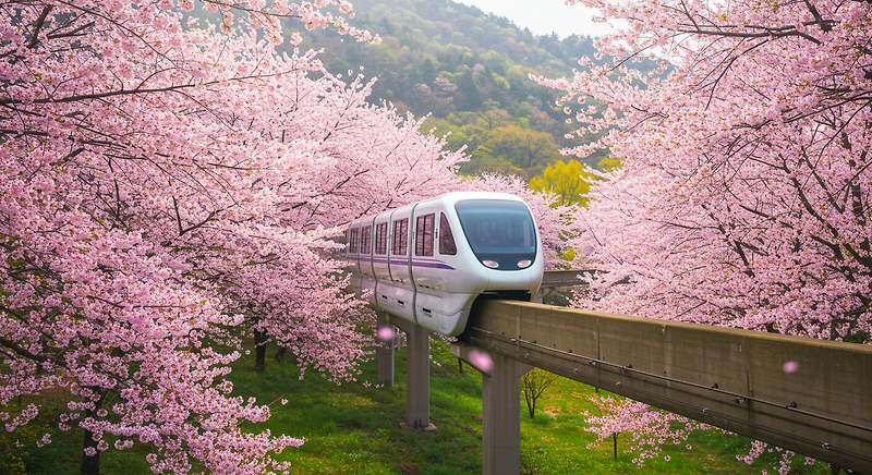 2026 화담숲 벚꽃 개화시기