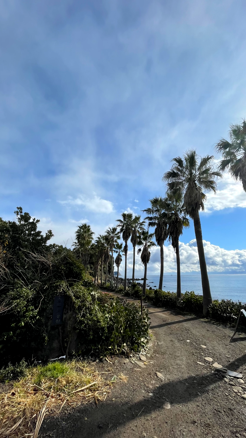 속골 주변 야자수