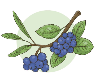 블루베리 일러스트