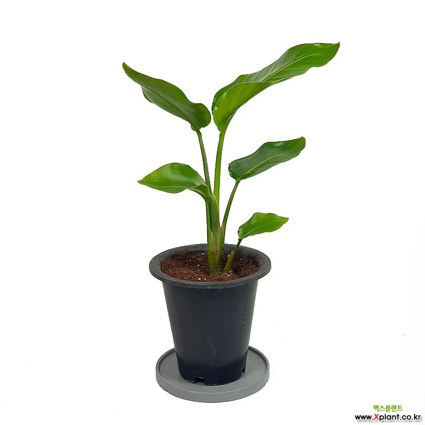 집들이 선물 식물추천 키우기쉬운 종류 물주기 빛관리 가이드_3