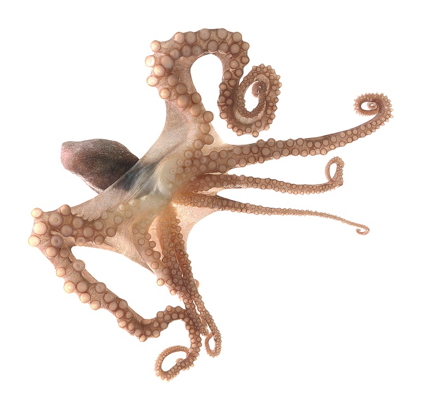 주꾸미 영양성분