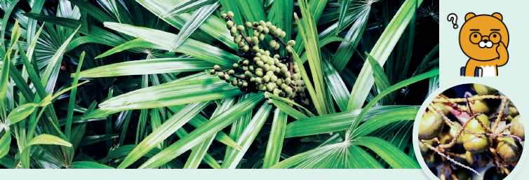 쏘팔메토열매사진