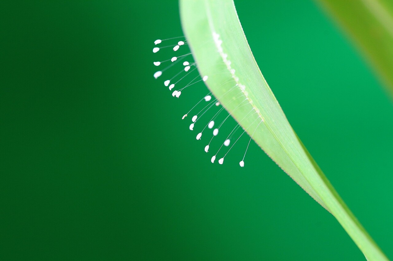경남 양산 통도사에는 지금 &lsquo;우담바라 꽃이 피었다&rsquo;