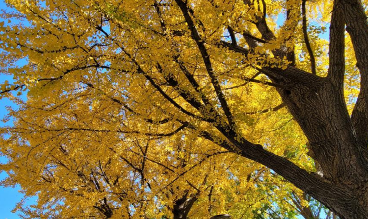 아산 곡교천 단풍나무길