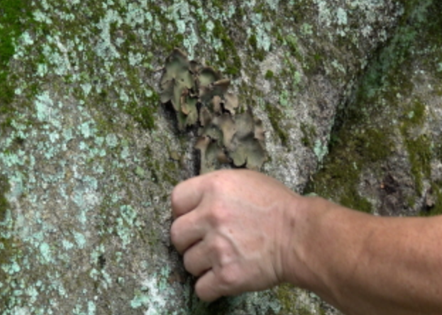 자연인석이버섯