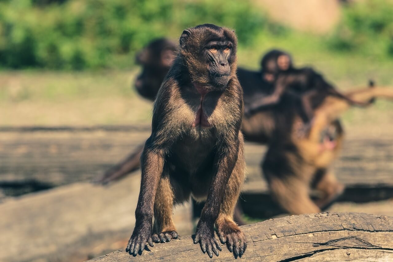 임신일주