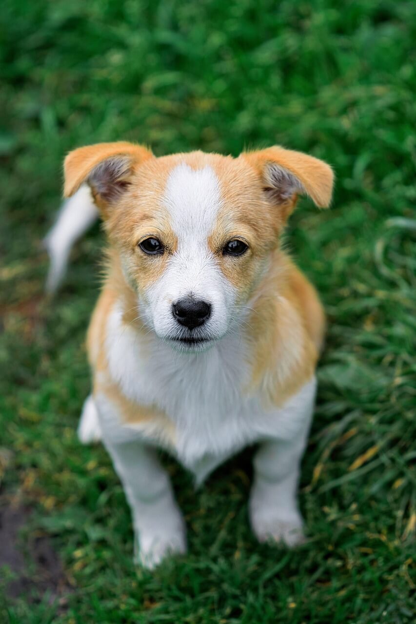 집에서 할 수 있는 강아지 건강 체크 10가지 방법