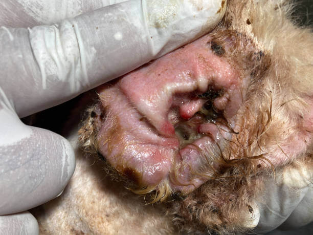 강아지 귀청소 하는 법, 주기 알아보기