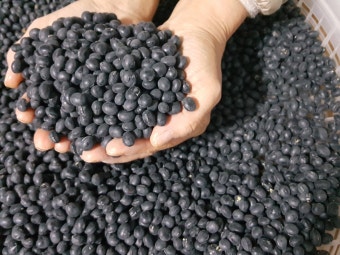 수확 타이밍과 보관법