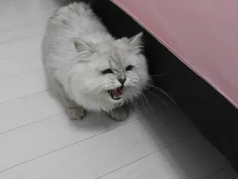 &amp;quot;고양이
